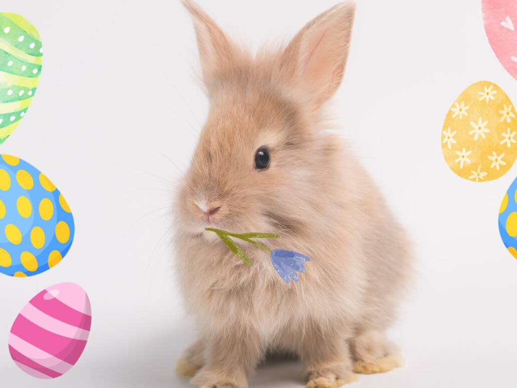 Osterangebote bei Primus