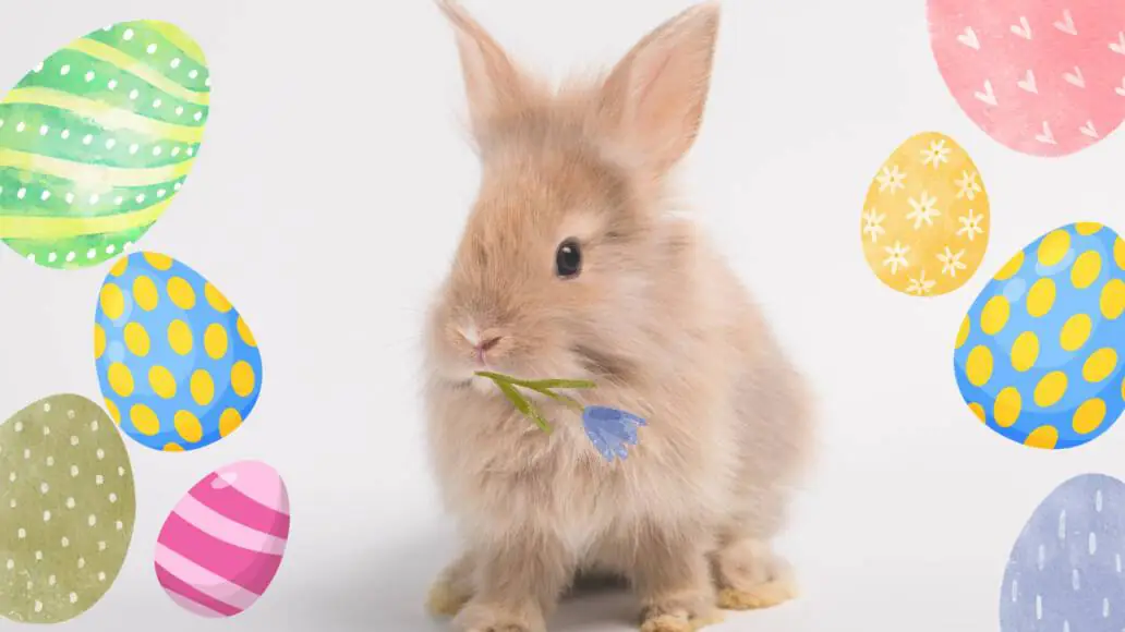 Osterangebote bei Primus